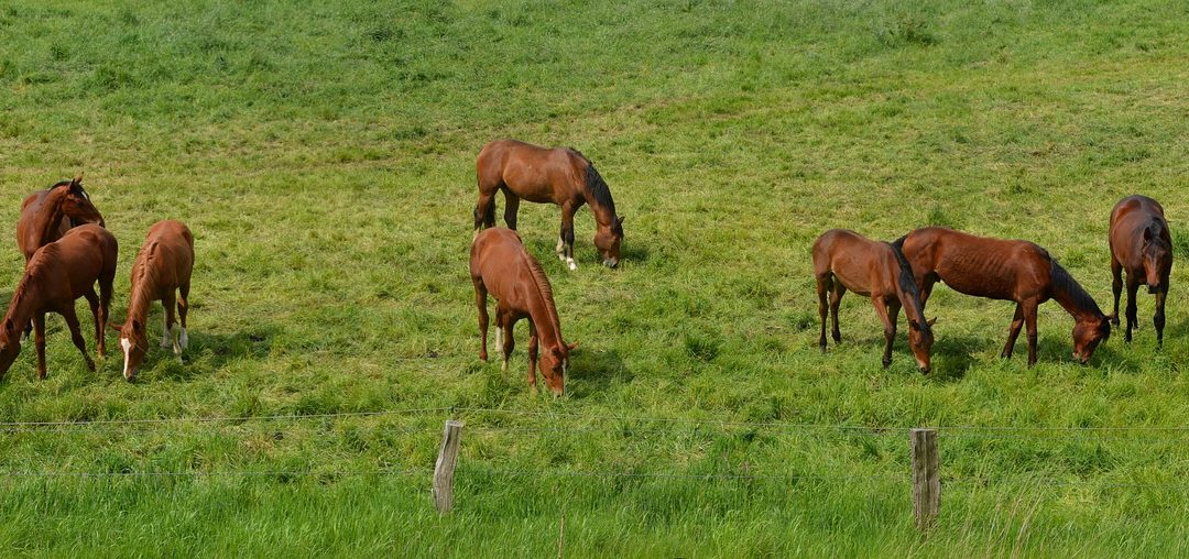 Vorhabenbezogener Bebauungsplan Sondergebiet „Landtourismus“ im Ortsteil Arnoldsgrün