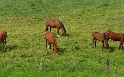 Vorhabenbezogener Bebauungsplan Sondergebiet „Landtourismus“ im Ortsteil Arnoldsgrün