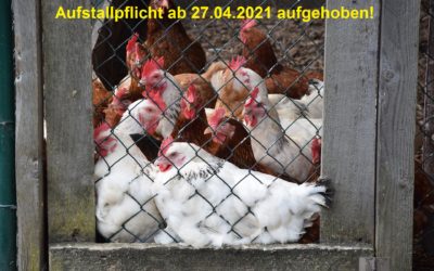 Aufstallungspflicht für Geflügel aufgehoben