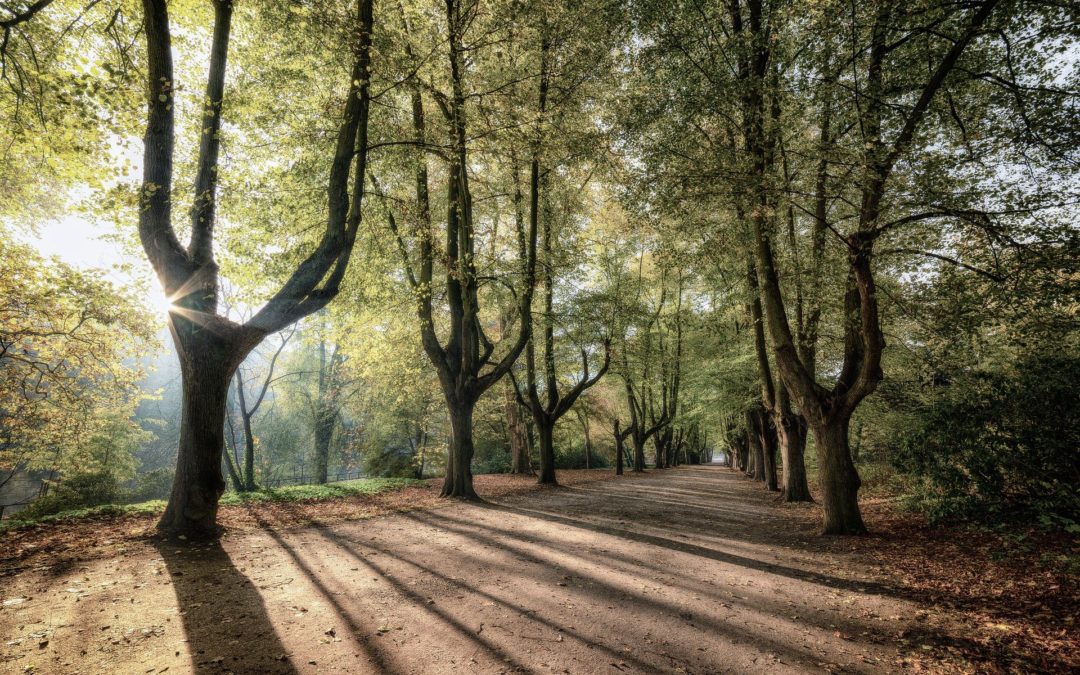 Stadtpark Schöneck: Interessensbekundung für Planungsleistungen