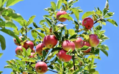 „Sachsen pflanzt gemeinsam – Aktion 1000 Obstbäume“ – jetzt mitmachen!