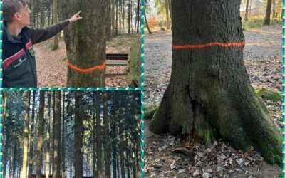 Pflegemaßnahmen im Stadtpark durch Forstunternehmen begonnen